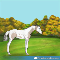 Horse Color:Liver Red Dun Mushroom Splash Tobiano 