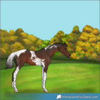 Horse Color:Liver Chestnut Tobiano 