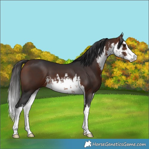 Horse Color:White Spotted Bay 