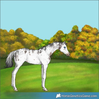 Horse Color:Brown Sabino Splash Frame