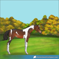 Horse Color:Bay Tobiano 