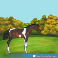 Horse Color:Brown Tobiano 