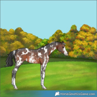 Horse Color:White Spotted Brown Sabino 
