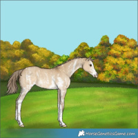 Horse Color:Chocolate Palomino Dun Sabino 