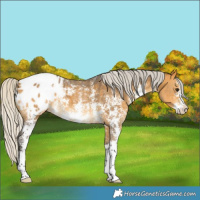 Horse Color:Silver Buckskin Sabino Appaloosa 
