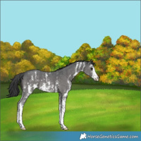 Horse Color:Black Sabino 