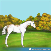 Horse Color:Palomino Sabino Splash Frame 