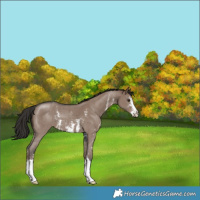 Horse Color:Liver Red Dun Sabino 