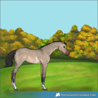Horse Color:Brown Dun Sabino 