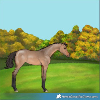 Horse Color:Bay Dun 