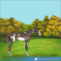 Horse Color:White Spotted Liver Chestnut Sabino Frame