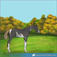 Horse Color:Liver Chestnut Sabino Tobiano 
