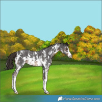 Horse Color:White Spotted Liver Chestnut Sabino