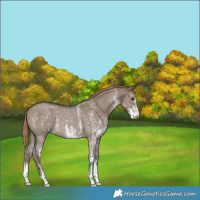 Horse Color:Liver Red Dun Sabino Rabicano 