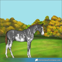 Horse Color:Liver Chestnut Sabino 