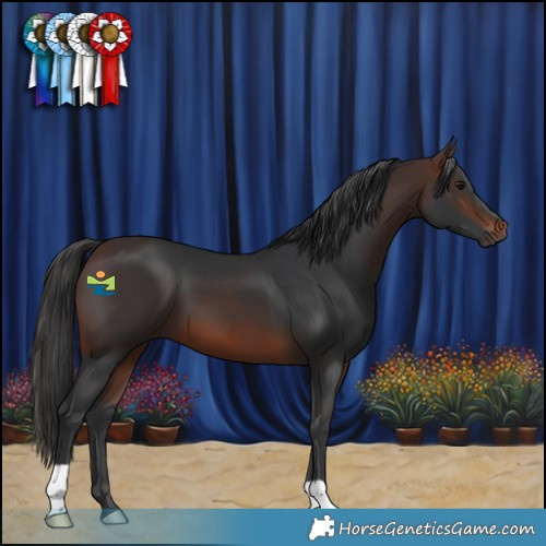 Horse Color:Brown 