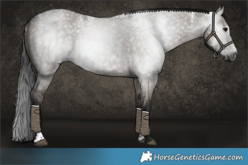 Horse Color:Powder White Gray Grullo Roan 