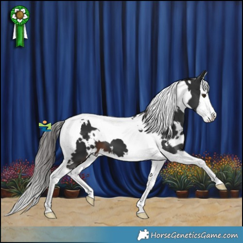 Horse Color:White Spotted Liver Chestnut Splash Tobiano 