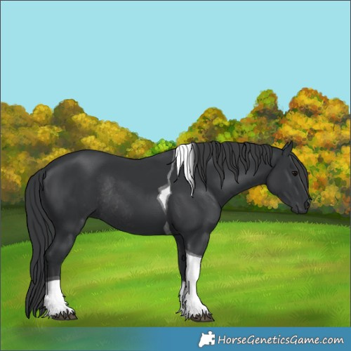 Horse Color:Black Tobiano Rabicano 