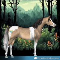 Horse Color:Buckskin Dun Splash Tobiano