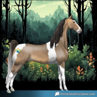 Horse Color:Buckskin Dun Splash Tobiano 
