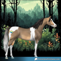 Horse Color:Buckskin Dun Splash Tobiano