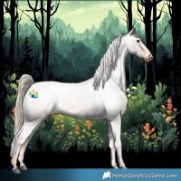 Horse Color:Chocolate Palomino Roan Appaloosa 