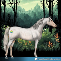 Horse Color:Chocolate Palomino Roan Appaloosa 