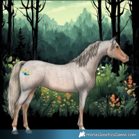 Horse Color:Chocolate Palomino Roan Appaloosa 