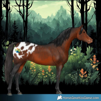 Horse Color:Bay Appaloosa Rabicano 