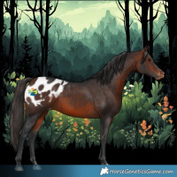 Horse Color:Bay Appaloosa Rabicano 