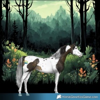 Horse Color:Buckskin Splash Tobiano Rabicano 