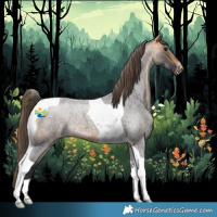 Horse Color:Buckskin Roan Tobiano Varnish Rabicano 