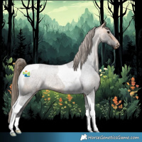 Horse Color:Buckskin Roan Tobiano Appaloosa Rabicano 