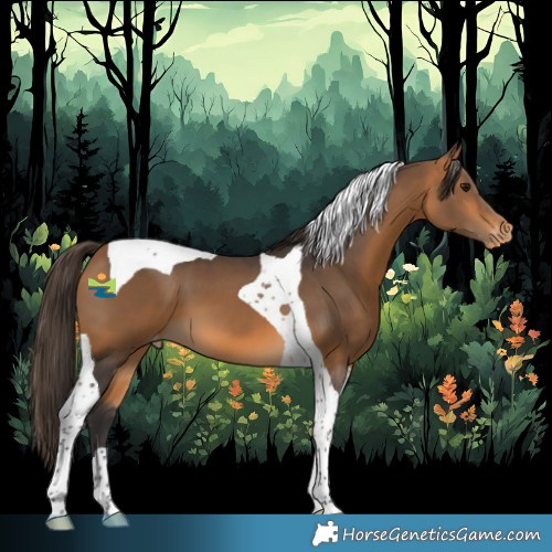 Horse Color:Buckskin Tobiano Appaloosa 