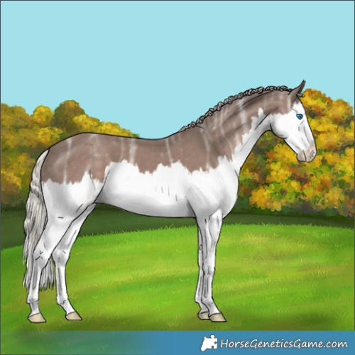 Horse Color:Silver Black Ice Splash 