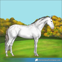 Horse Color:Bay Roan Dun Splash Appaloosa