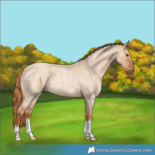 Horse Color:Red Dun Roan 