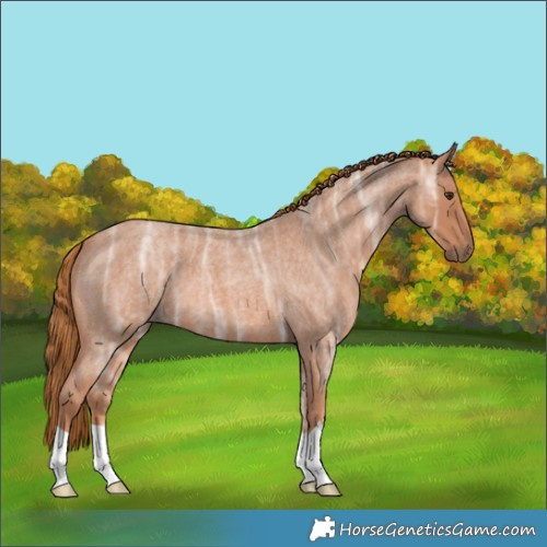Horse Color:Red Ice Roan 