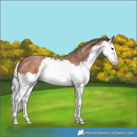 Horse Color:Silver Brown Roan Splash 