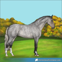 Horse Color:Silver Smoky Blue Roan