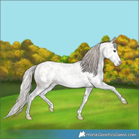 Horse Color:Silver Bay Roan Dun Splash Appaloosa 