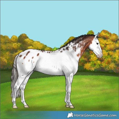 Horse Color:Bay Splash Near Leopard 