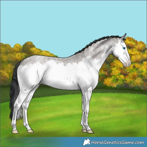 Horse Color:Grullo Ice Roan Splash 