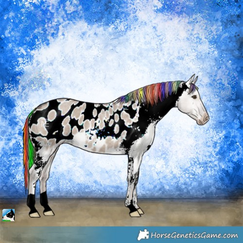 Horse Color:Painted Liver Red Dun Roan Appaloosa