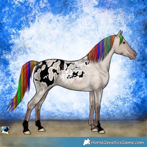 Horse Color:Painted Liver Red Dun Roan Appaloosa 