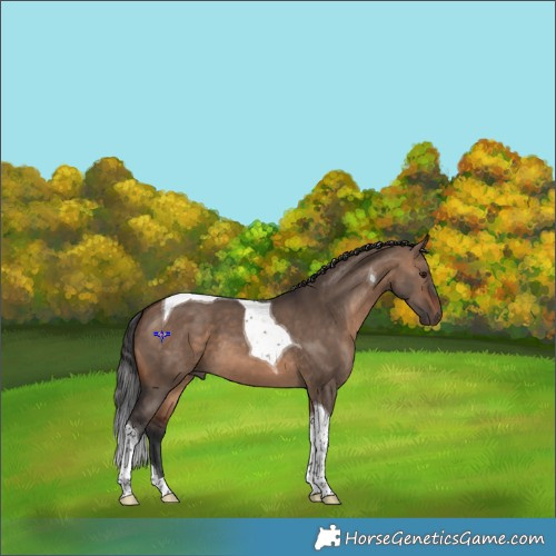 Horse Color:Brown Dun Tobiano 