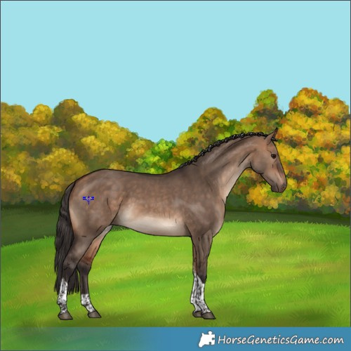 Horse Color:Bay Dun Tobiano 