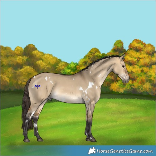 Horse Color:White Spotted Buckskin Dun 