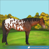 Horse Color:Bay Blanket 